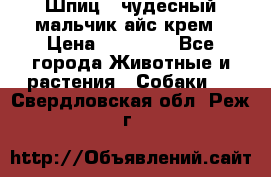 Шпиц - чудесный мальчик айс-крем › Цена ­ 20 000 - Все города Животные и растения » Собаки   . Свердловская обл.,Реж г.